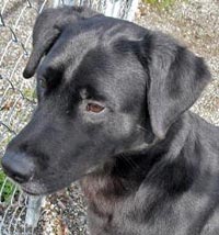 Langley, a homeless pet up for adoption