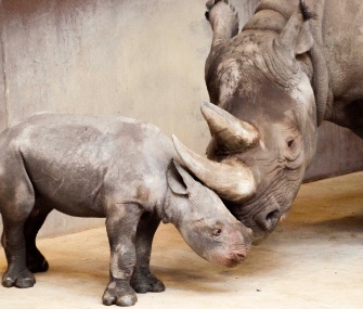 A rare Eastern black rhino was born at the Great Plains Zoo last month.