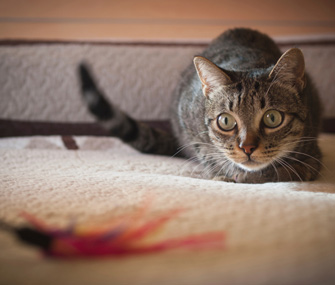 Cat Playing With Toy