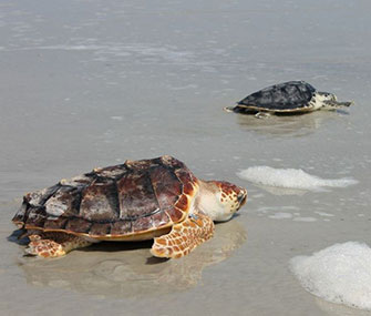 "I'll race you," reads the caption of this photo posted by the National Aquarium.
