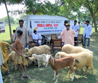 Free veterinary treatment camp in Pakistan