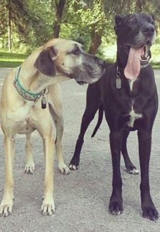 Great Danes at dog park