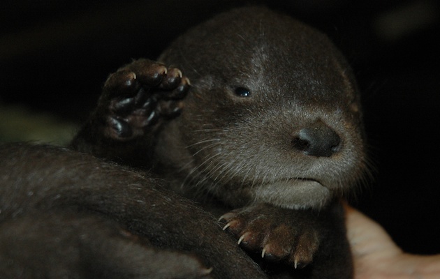 One of the river otter pups at the Oakland Zoo