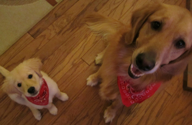 Adult and Puppy Golden