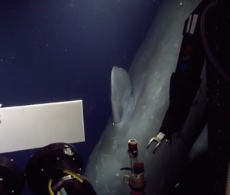 The crew of the E/V Nautilus was delighted by an encounter a sperm whale had with the ship's ROV Hercules.