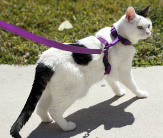 Walking cat on leash