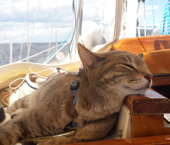 Little Bug on Boat