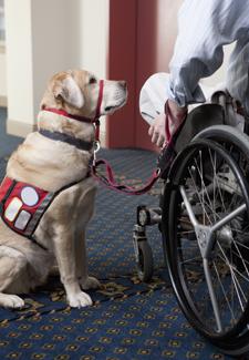 Service dog helping man in wheelchair