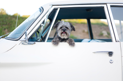 Dog in car window portrait