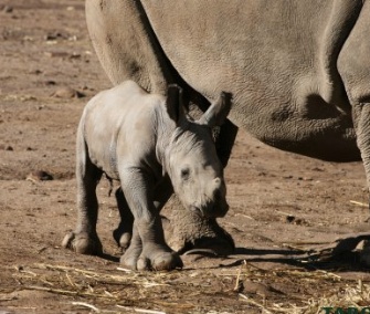 Keepers in Australia were surprised by the birth of a rare white rhino.