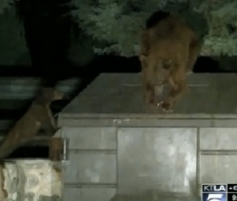 A mama bear tries to open the lid of a garbage bin where her cub is trapped.