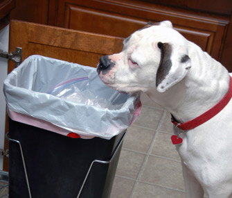 Why do dogs eat tissues?