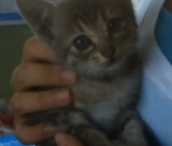 Love the kitten is recovering after a 1,000-mile ride in the engine of a Honda Fit.