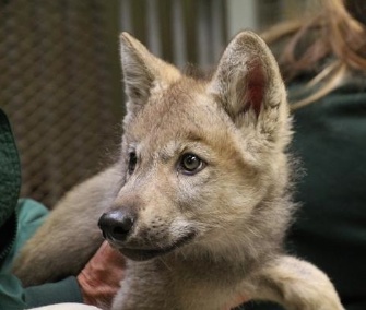 The five wolf pups who were rescued in Alaska in May arrived at the Minnesota Zoo Tuesday.