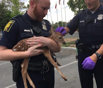 Police in Hartford, Connecticut, got help for a fawn rescued from a highway.