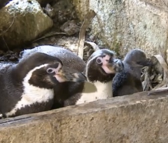 Penguin dads Jumbs and Kermit sit in their nest with their chick.