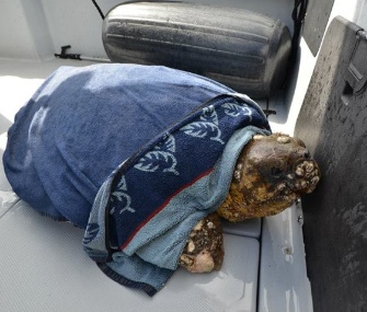 A concerned homeowner called Florida Fish and Wildlife officers when she spotted a lethargic loggerhead sea turtle.