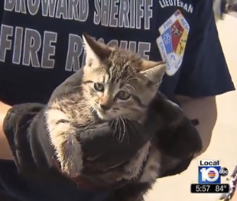 Firefighters in South Florida named the kitten they saved from a storm drain Stormy.
