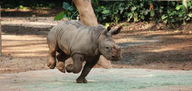 Baby white rhino Jumaane at the Singapore Zoo