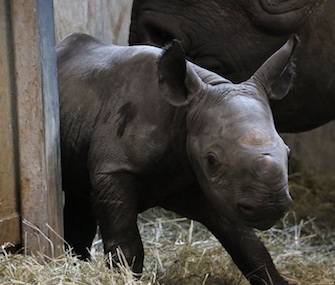 A female Eastern black rhino was born last week at Iowa's Blank Park Zoo.