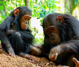 Under the new proposal, chimps in captivity would get the same protections as those in the wild.