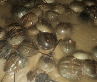 several horseshoe crabs in the ocean