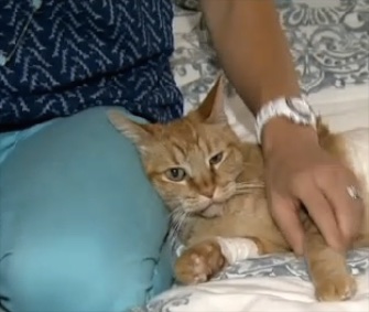 A California police officer saved Piper the cat from the grips of a coyote.