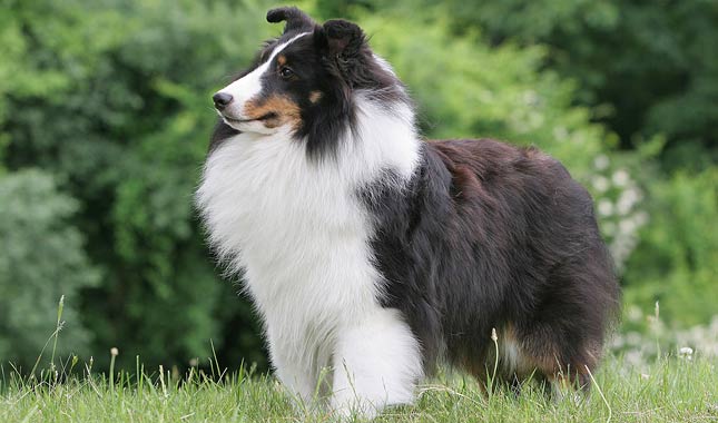 Shetland Sheepdog Dog Breed Information