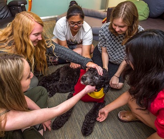 Students at USC are making fast friends with the school's full-time facility dog, Professor Tirebiter.