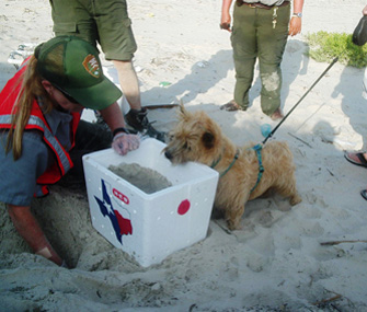 dog on beach looking in cooler at sea turtle
