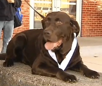 Boogie, a chocolate Lab, got a medal on Tuesday for completing a half marathon on his own.