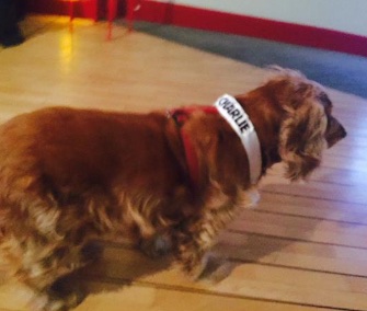 Lila, a Cocker Spaniel, witnesses the deadly shootings at Charlie Hebdo's office on Jan. 7.
