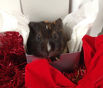 Guinea pig in a gift box