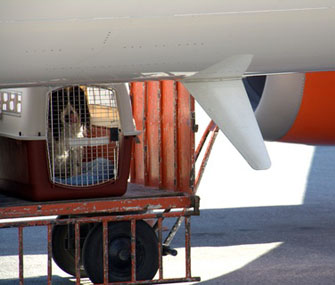 Dog being loaded onto a plane