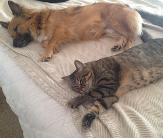 Dexter and Siberia nap together