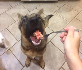 Feeding dog in morning