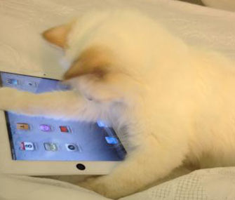 Karl Lagerfeld's cat, Choupette, plays with an iPad in bed.