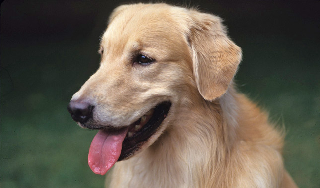 golden retriever spots treatment golden retriever golden retriever spots treatment golden retriever