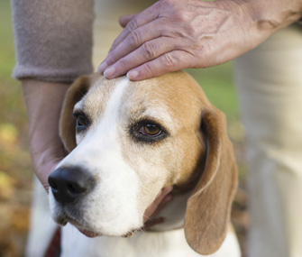 Senior woman petting dog