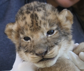 Officials at Reid Park Zoo are closely monitoring the four surviving members of a lion litter.