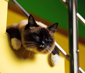 Siamese Cat