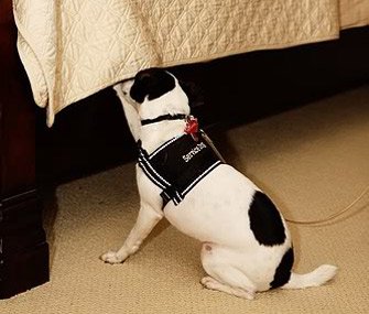 Marlowe the dog sniffs for bedbugs