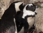 Penguin pair