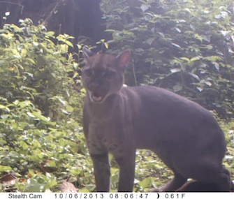 This African golden cat in Uganda was attracted to a camera trap baited with Calvin Klein cologne.