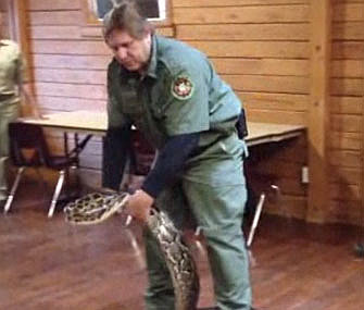 Officials collected a 12-foot Burmese python in Connecticut.