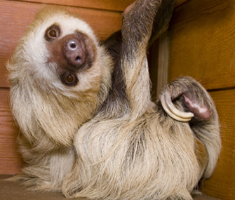 Sloth at Zoo Atlanta