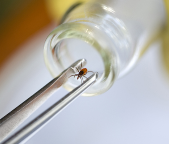 Tick in a bottle
