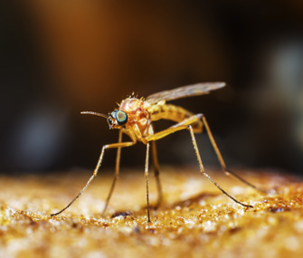 Mosquito