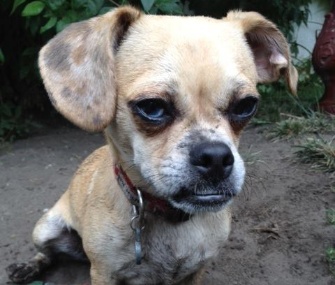 River won Petfinder and Wahl's Dirtiest Dog photo contest for 2013.