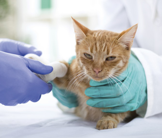 Injured cat at the vet
